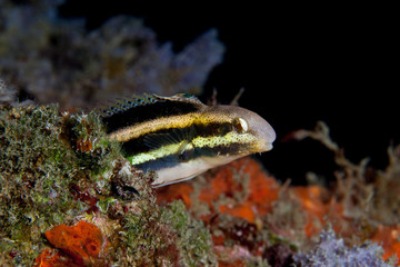 Combtooth blennies, Petroscirtes