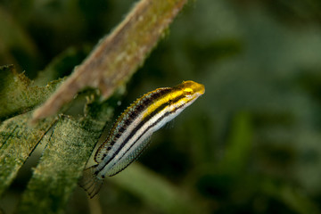 Combtooth blennies, Petroscirtes