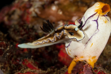 Doriprismatica atromarginata is a species of sea slug