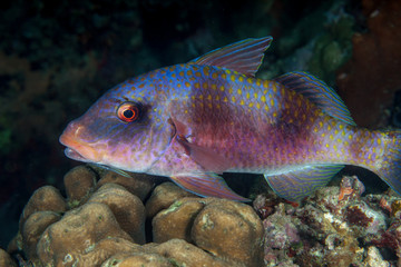 Doublebar goatfish , parupeneus bifasciatus