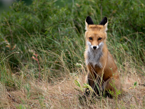 young fox in the forest in the green grass