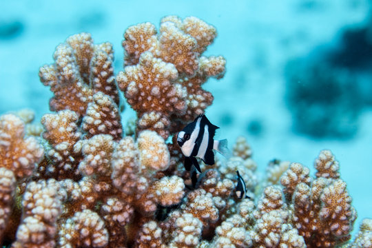 Whitetail dascyllus, Dascyllus aruanus