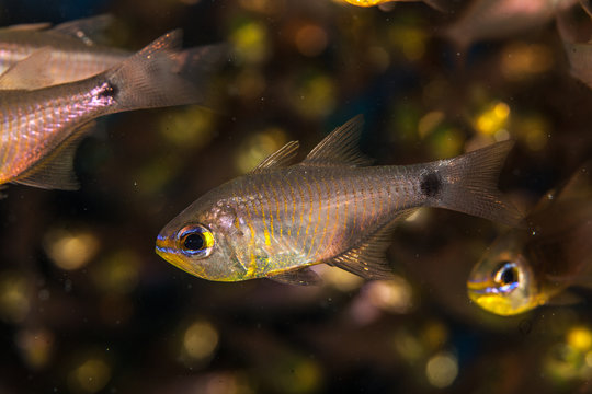 「Ostorhinchus」の写真素材 71件の無料イラスト画像 Adobe Stock