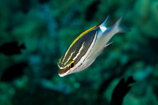 Bridled Monocle Bream (Spinecheeks) - Scolopsis bilineatus