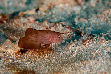 Juvenile Peacock Razorfish - Iniistius pavo, Xyrichtys pavo