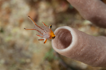 Obraz premium The lyretailed hogfish, or Bodianus anthiodes, is a species of wrasse from the genus Bodianus