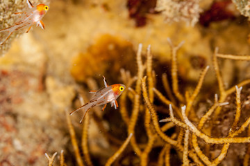 The lyretailed hogfish, or Bodianus anthiodes, is a species of wrasse from the genus Bodianus