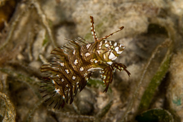 juvenile Novaculichthys taeniourus ,rockmover, dragon, or reindeer wrasse
