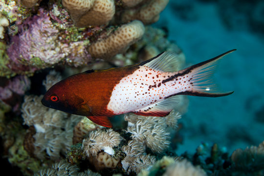 The lyretailed hogfish, or Bodianus anthiodes, is a species of wrasse from the genus Bodianus
