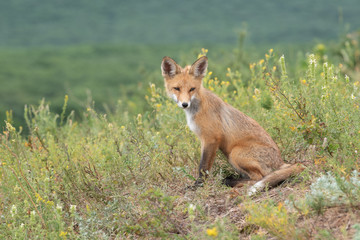 young fox in the forest in the green grass