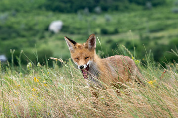 young fox in the forest in the green grass