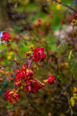 red flowers in garden