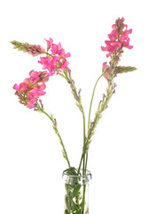 Onobrychis viciifolia in studio