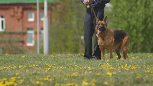 The demonstration performance of police dogs, shepherd dogs, service dogs, service smart dogs, dog breeding, danger of attack, slow mo, dog handler