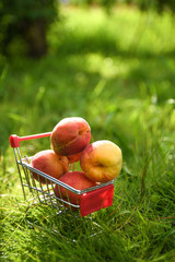  Little metal basket on the green grass with a apricots . Cart hand