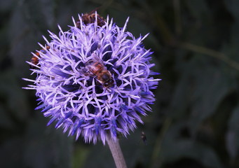 Distel
