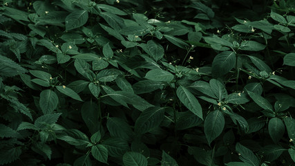 leaves of rich green color. Beautiful texture of leaves. Copy-space. Can use as banner 