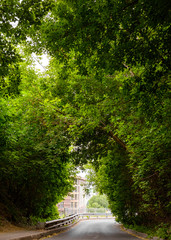 Fototapeta premium Beautiful spreading crowns of trees in a city green park or square. Footpath in the park. The concept of a healthy lifestyle 