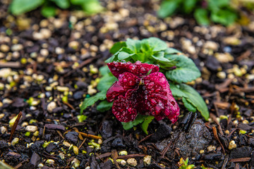 flowers in the garden