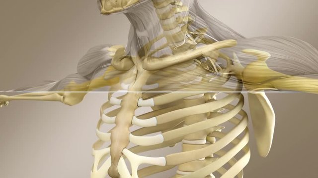 Human Male Anatomy - Male Skeleton With XRay Styled Muscle System, Close Up, Splitscreen