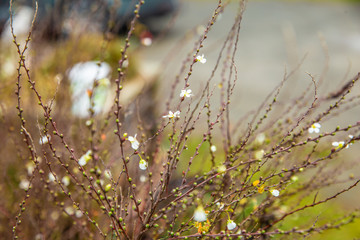 Spring plant with flowers in garden background