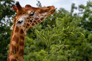 Zoo de la Flèche - Girafe