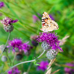 Painted lady butterfly on blooming purple thistle flower close up side view, Vanessa cardui on blurred green grass background macro, beautiful bright butterfly on summer sunny floral field, copy space