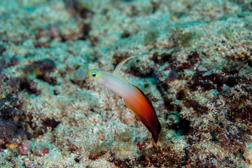 Nemateleotris magnifica, the Fire Goby, Fire Fish, Fire Dartfish, or Red Fire Goby