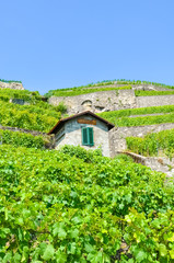 Fototapeta na wymiar Vertical picture of terraced vineyards on slopes by Lake Geneva, Switzerland. Beautiful Lavaux wine region, UNESCO Heritage. Green vineyard on a hill. Switzerland wine making. Viticulture