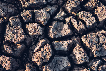 The surface of the soil is dry and cracked.