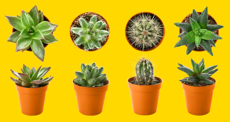 Different succulents in pots on color background