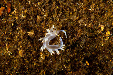 Nudibranch, Sea Slug