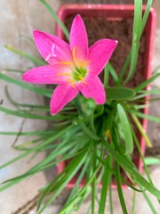 flower in the garden