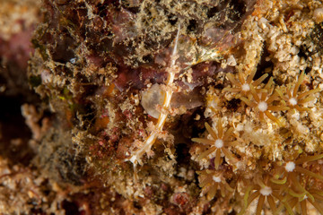 Nudibranch, Sea Slug