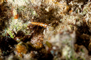 Nudibranch, Sea Slug