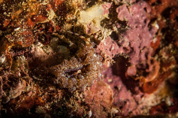 Pteraeolidia ianthina is a sea slug, an aeolid nudibranch, a marine gastropod mollusc in the family Facelinidae