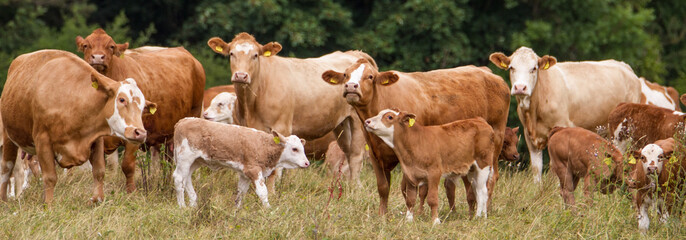 Panoramic view of a herd of brown milk cows with calves in Western Europe on a pasture close to a...