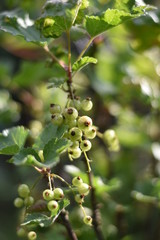 Unreife Johannisbeeren (Ribes)