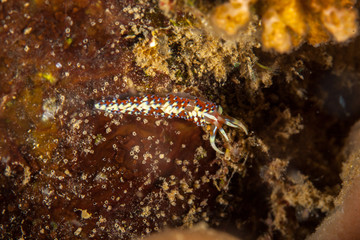 Obraz na płótnie Canvas Caloria indica is a species of sea slug, an aeolid nudibranch, a marine gastropod mollusc in the family Facelinidae