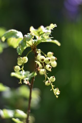 Unreife Johannisbeeren (Ribes)