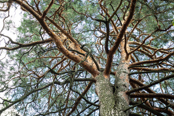 A pine is a conifer in the genus Pinus of the family Pinaceae.