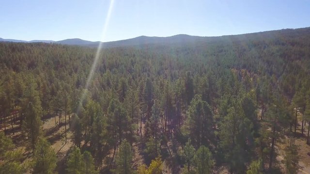 Sun Rays everywhere while panning up though the forest