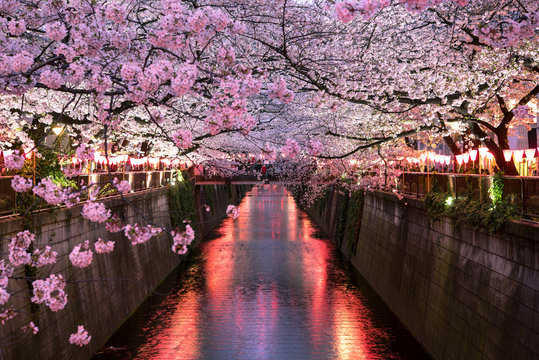 Meguro River Cherry Blossom Festival at night　目黒川桜まつり 夜景