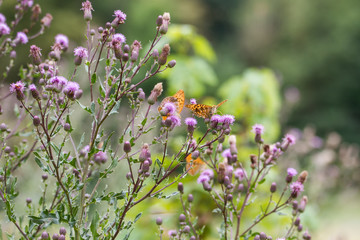 Von den orangen Faltern namens Kaisermantels umschwärmte Ackerkratzdistel bei Hildburghausen in Südthüringen