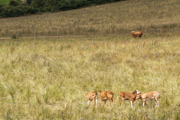 Herde brauner Milchkühe mit Kälbern auf der Weide am Waldrand in artgerechter Haltung
