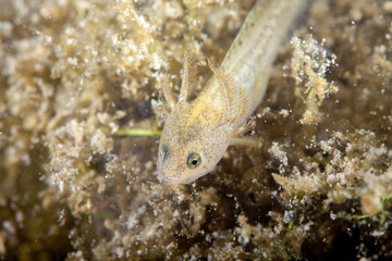 Newt, Young larva