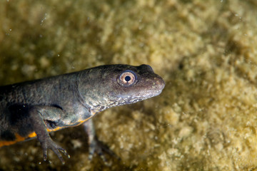 A newt is a salamander in the subfamily Pleurodelinae