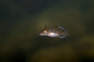 Naklejka premium Newt, Young larva