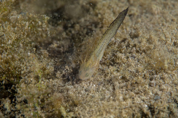 Obraz na płótnie Canvas Newt, Young larva