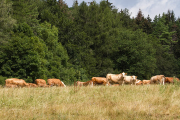 Herde brauner Milchkühe mit Kälbern auf der Weide in Thüringen als Teil biologischer Landwirtschaft